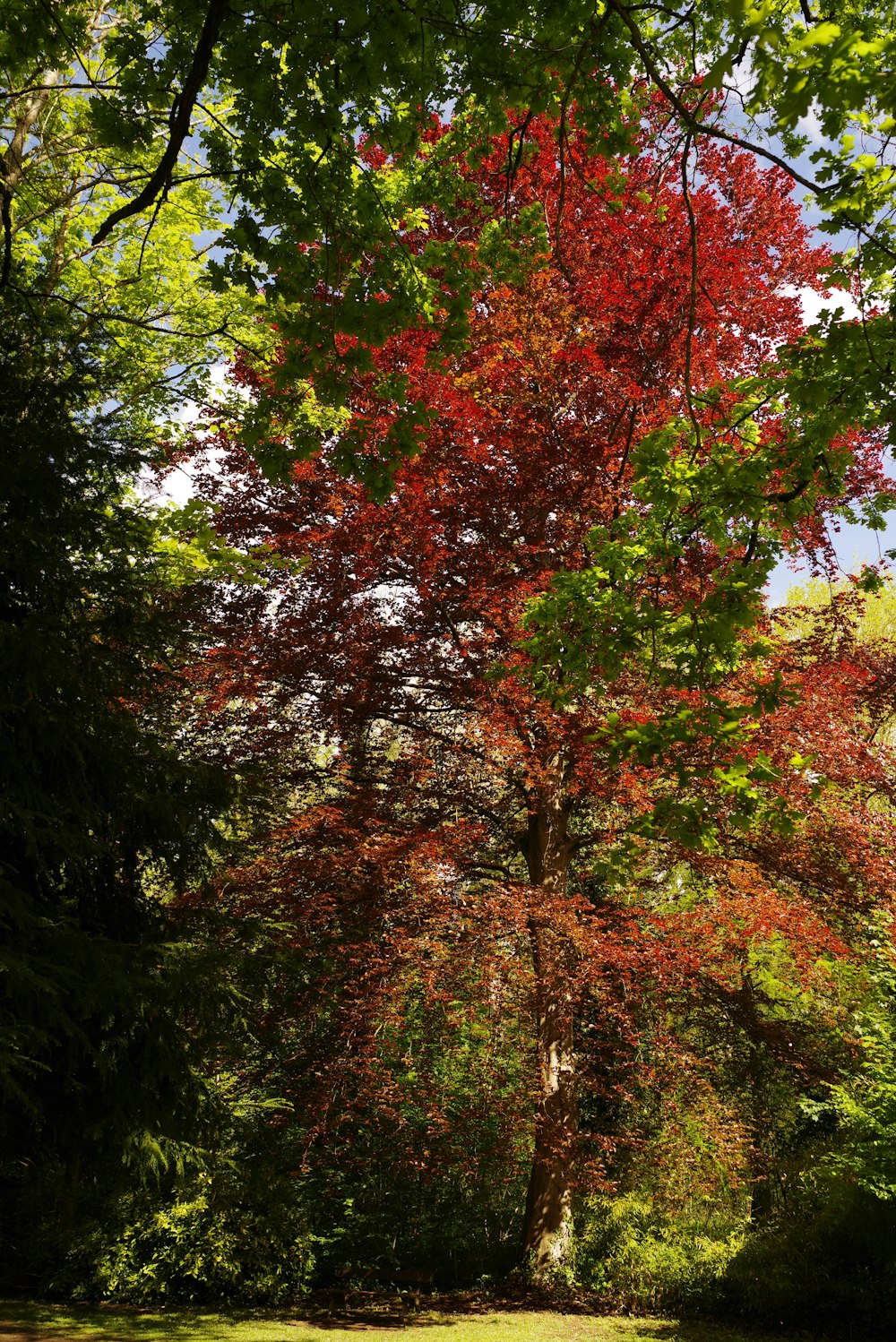 공원 한가운데있는 붉은 나무