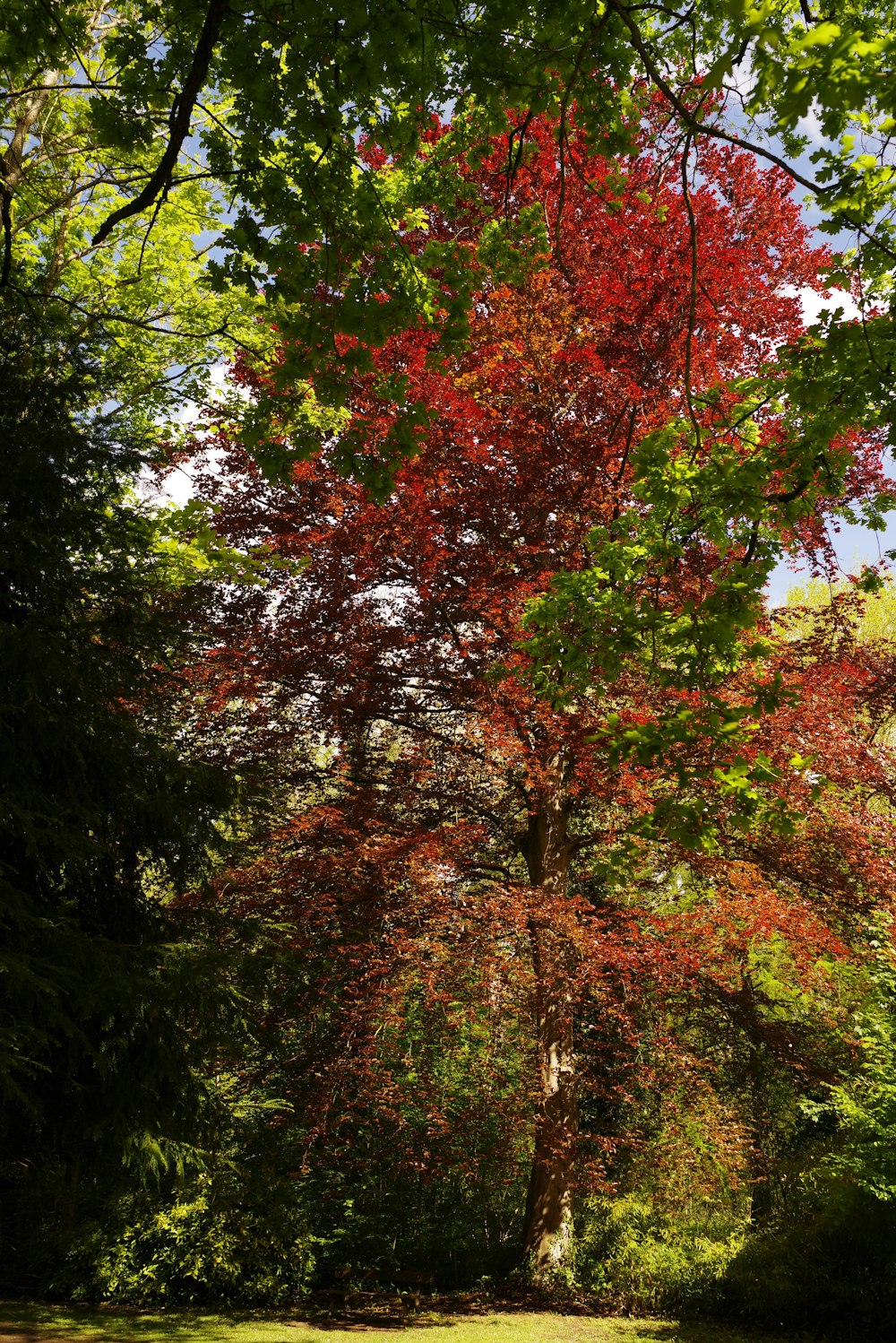 a red tree in the middle of a park