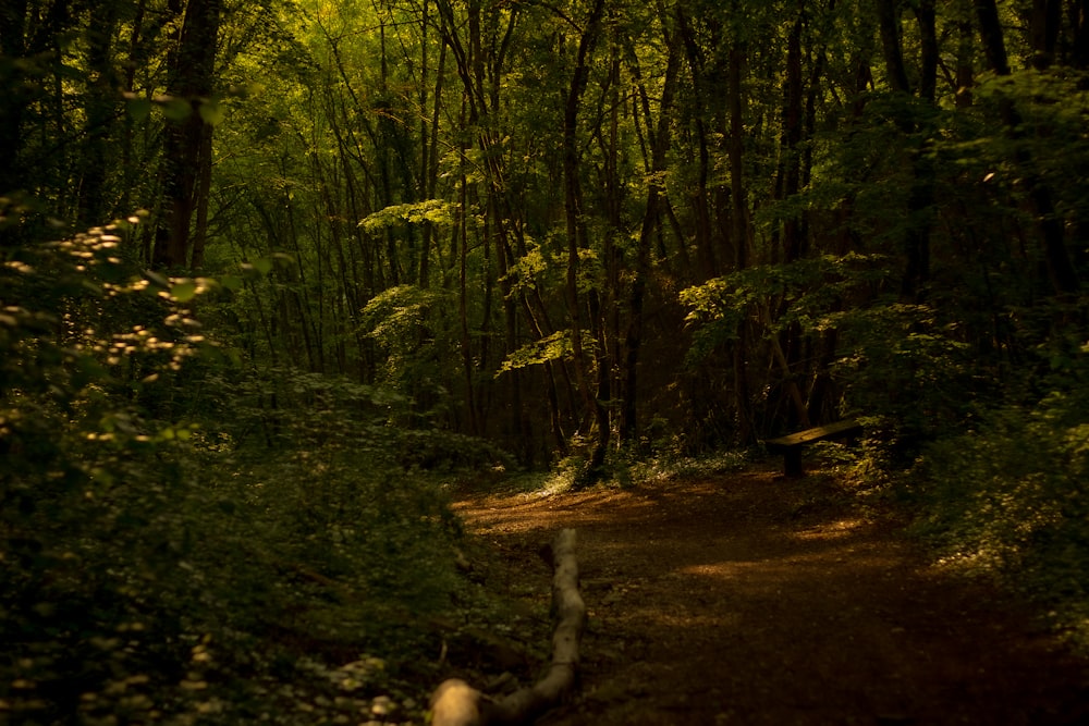 a dirt path in the middle of a forest