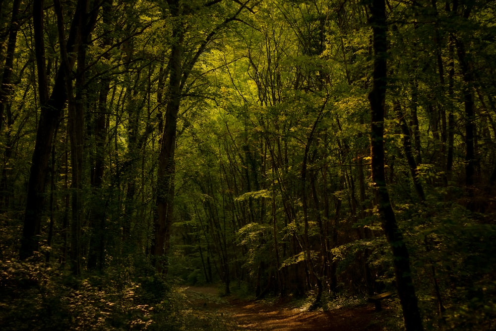 Un camino en medio de un bosque con muchos árboles