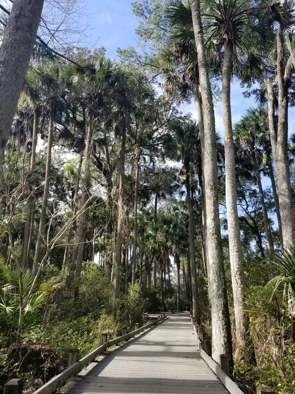 a wooden walkway surrounded by palm trees on a sunny day