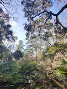 A vibrant Louisiana landscape showcasing lush greenery and rustic architecture.