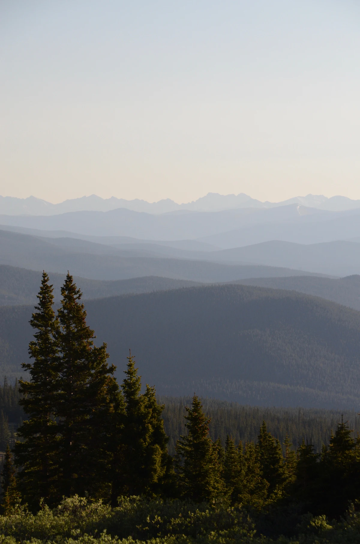 Spruce trees in front of layered forested ridges and a far range in haze near Leadville