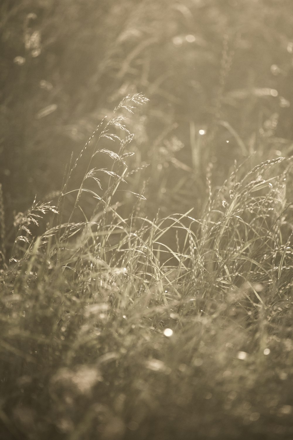 a close up of a field of grass