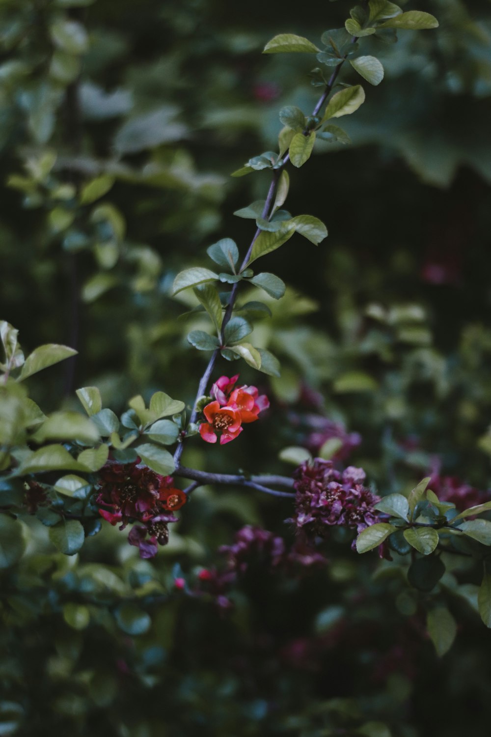 a red flower on a tree branch with green leaves