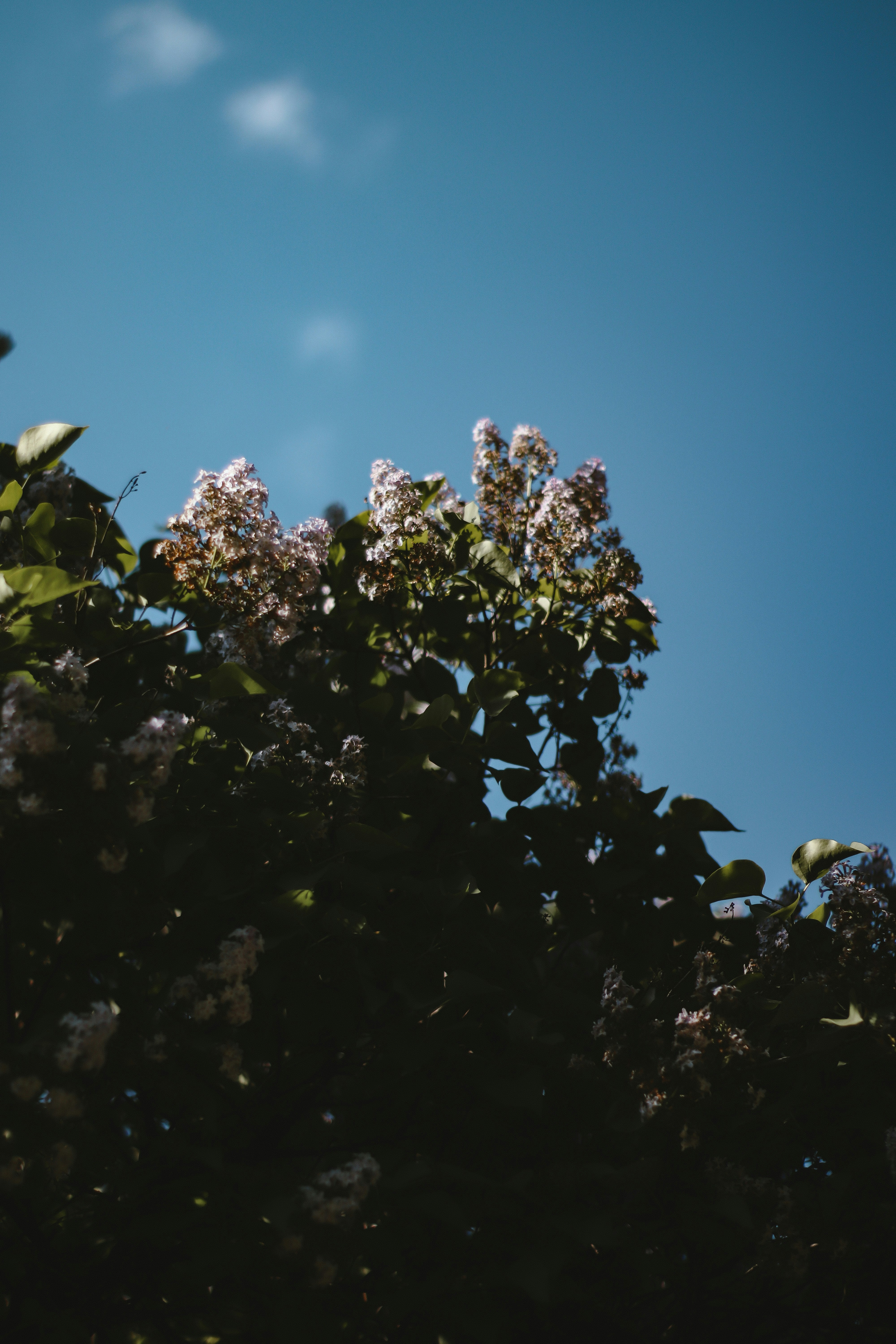 a tree with purple flowers in the foreground and a blue sky in the background