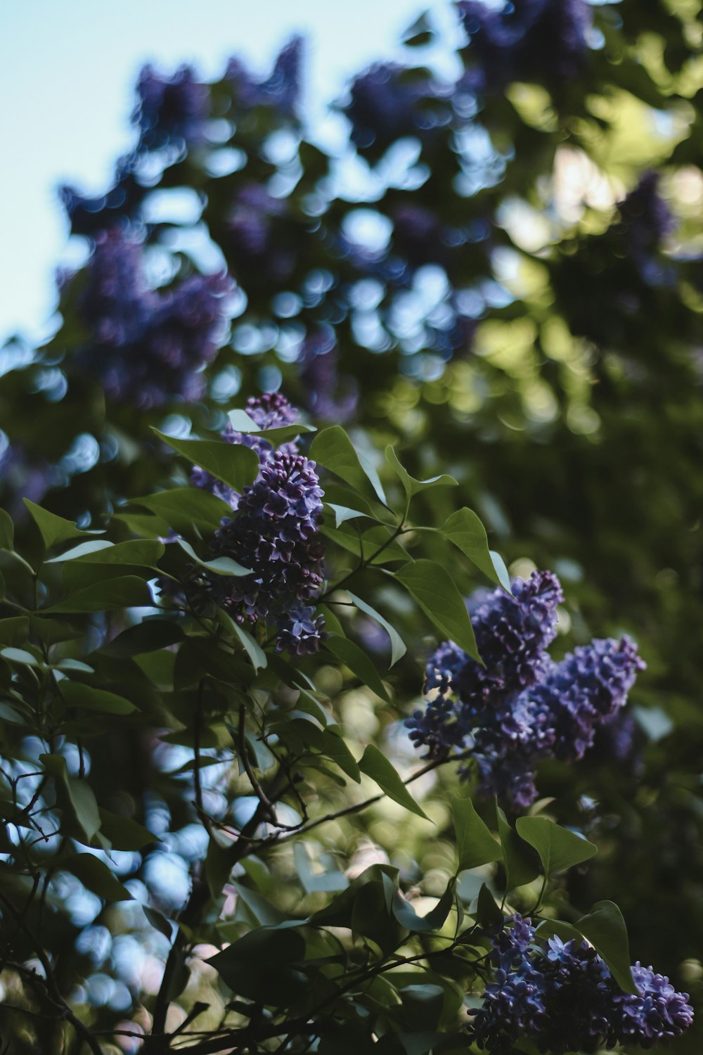 a bush with purple flowers and green leaves