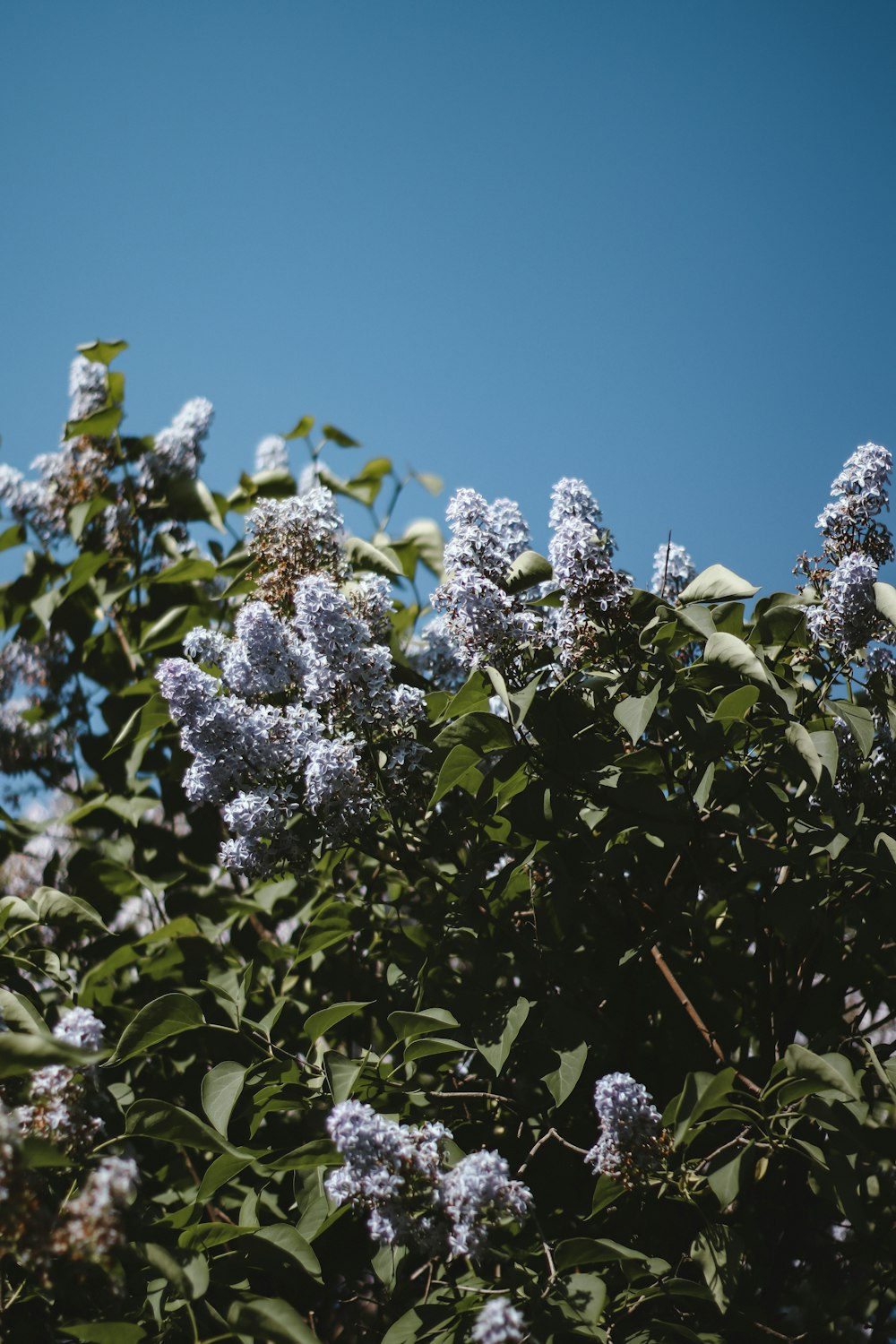 a bush of lilacs in bloom against a blue sky