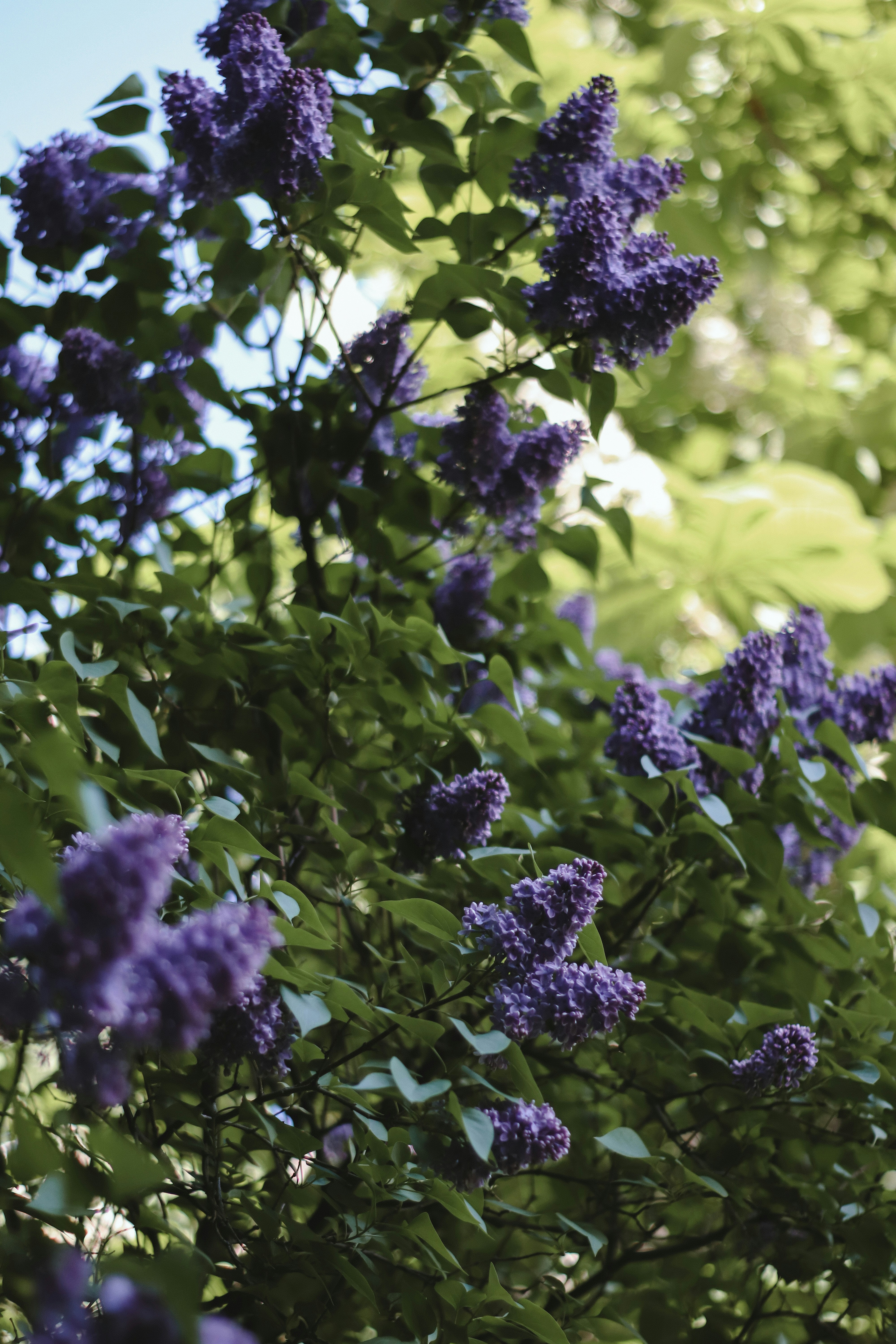 a bush with purple flowers and green leaves