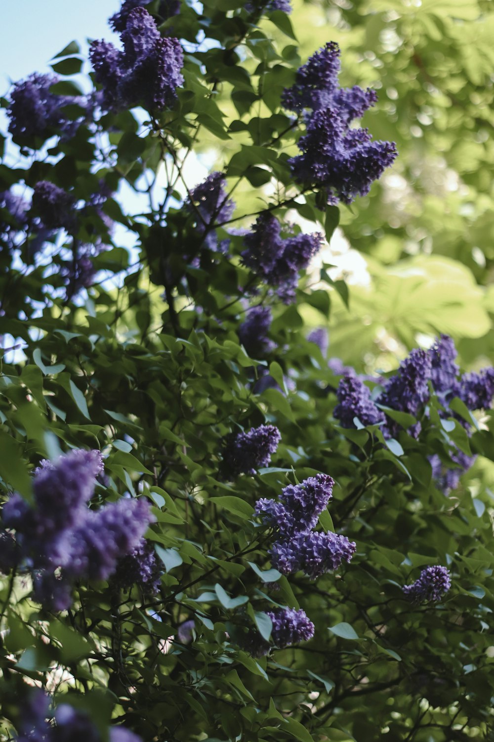 un arbusto con flores púrpuras y hojas verdes