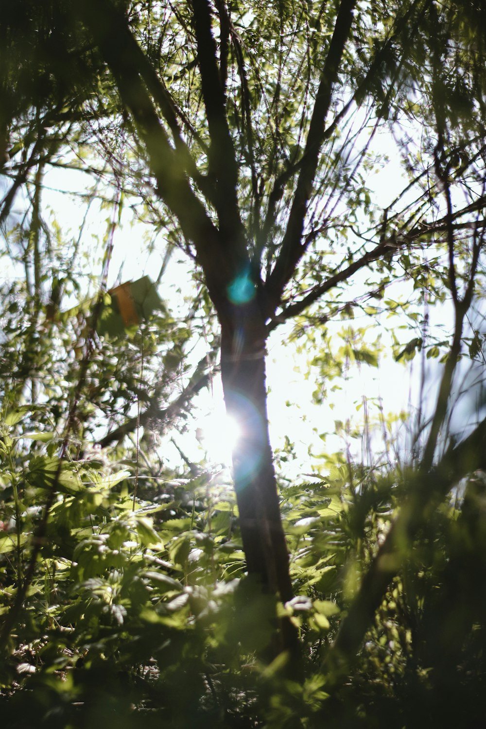 the sun shines through the branches of a tree