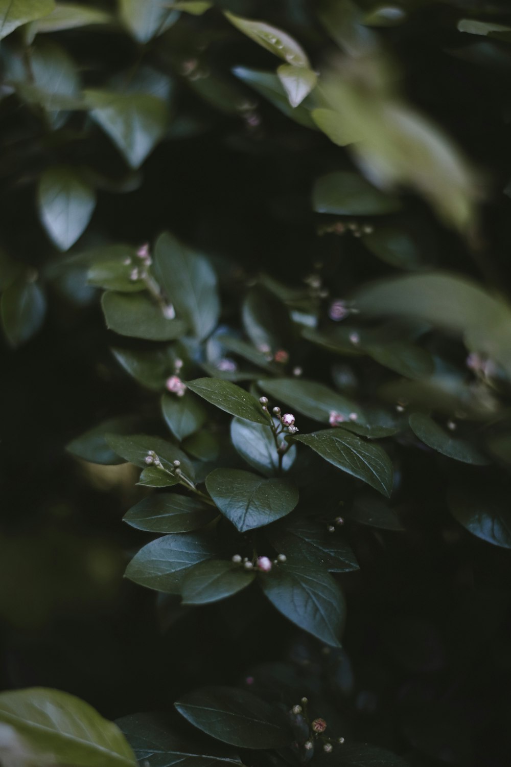 a close up of leaves and flowers on a tree