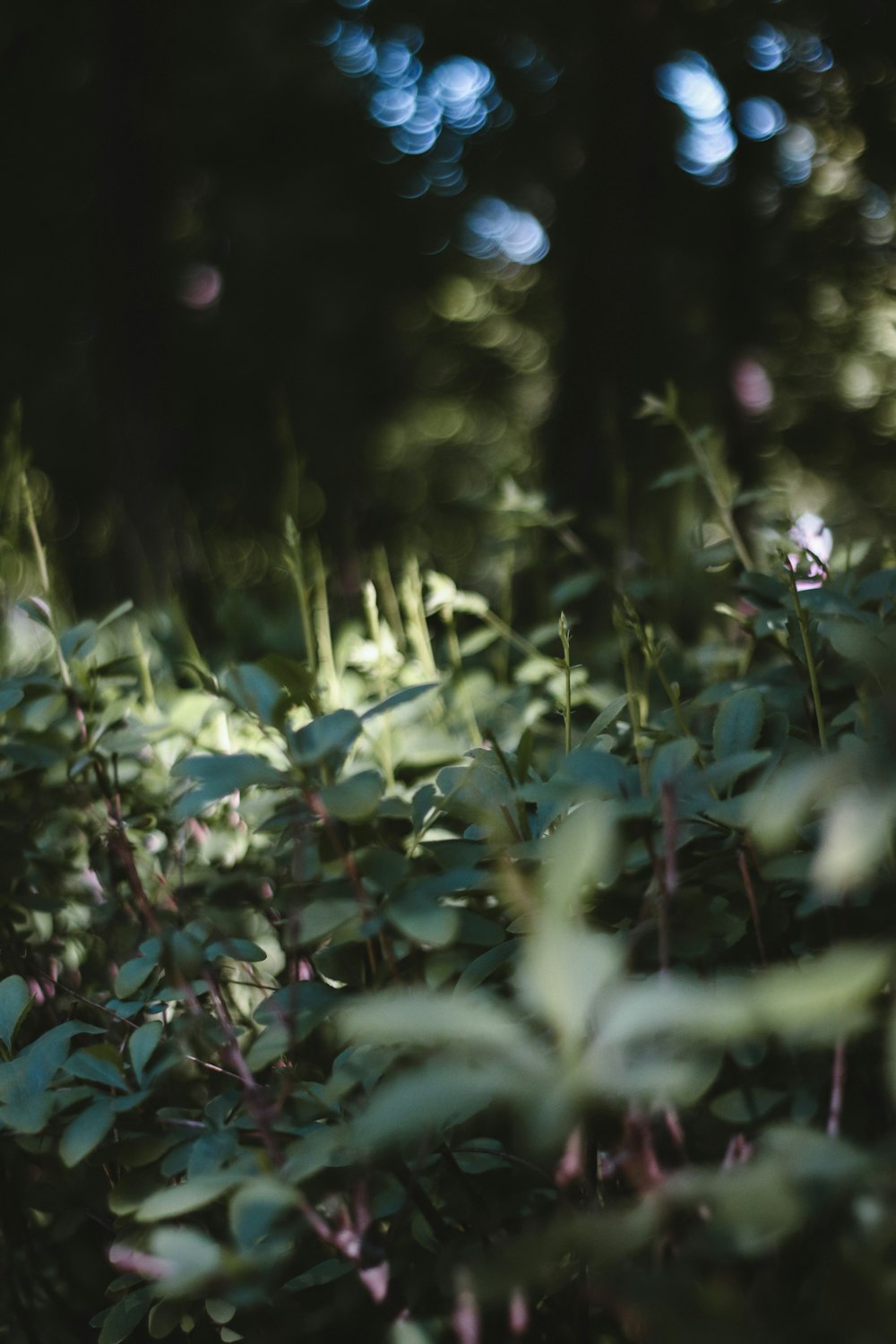 ein Haufen Pflanzen, die im Gras sind