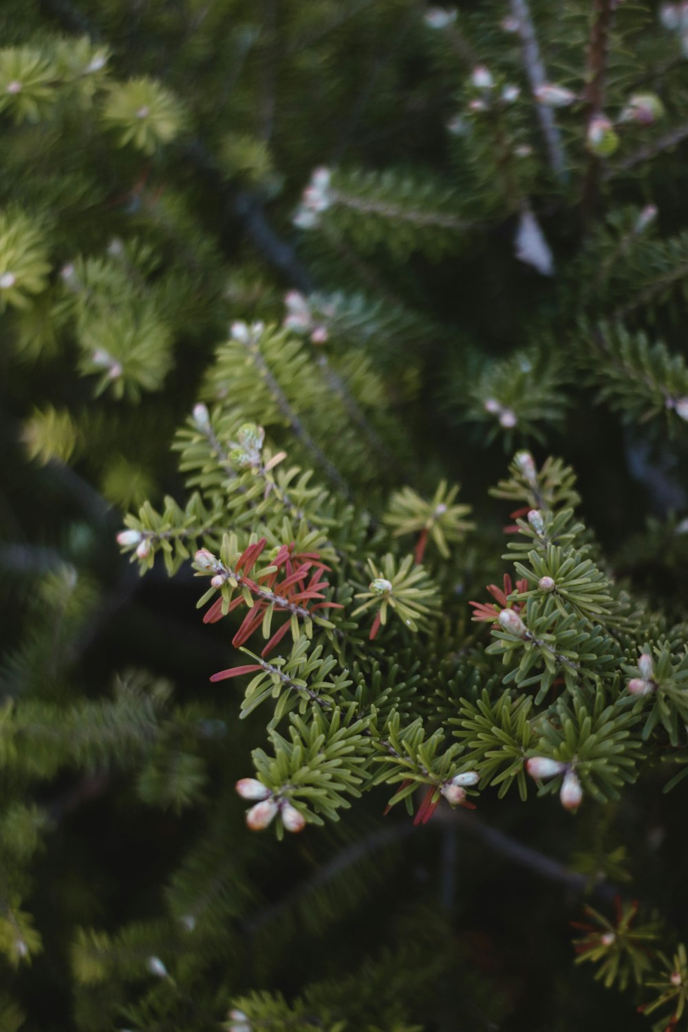 a close up of a tree with red and white flowers