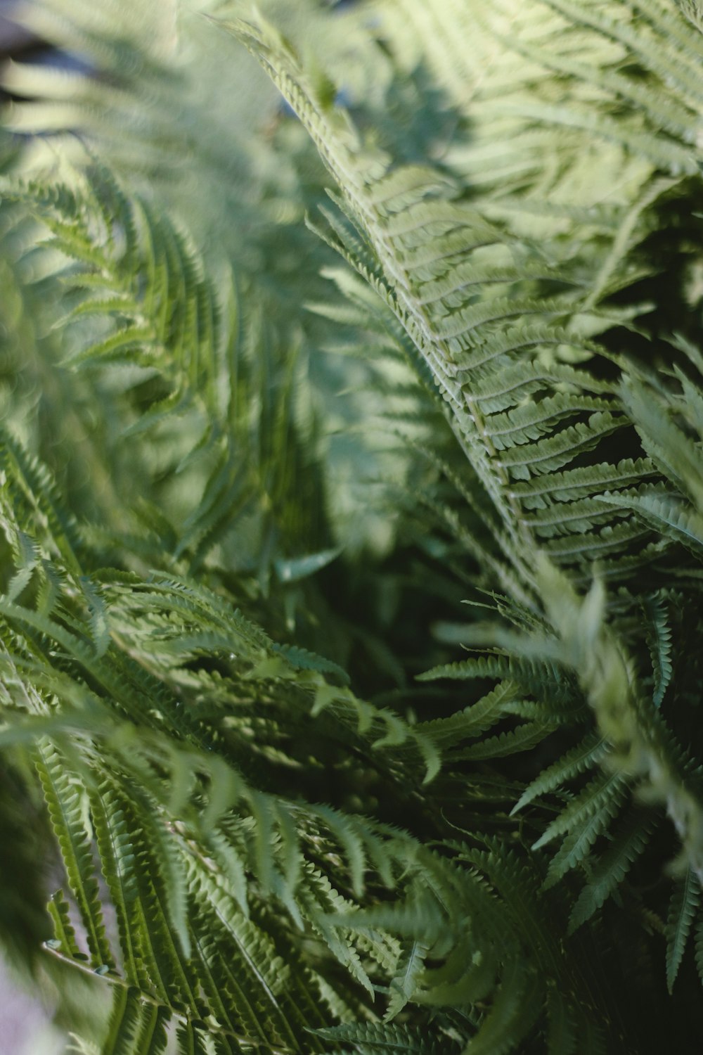 Un gros plan d’une plante verte avec beaucoup de feuilles