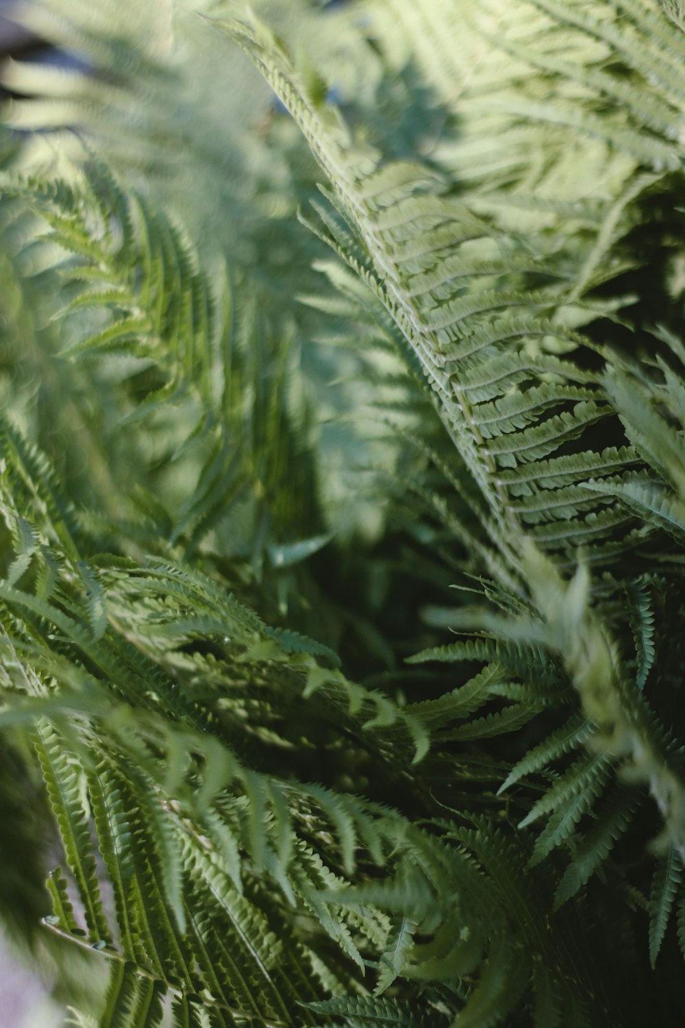 Un primo piano di una pianta verde con molte foglie