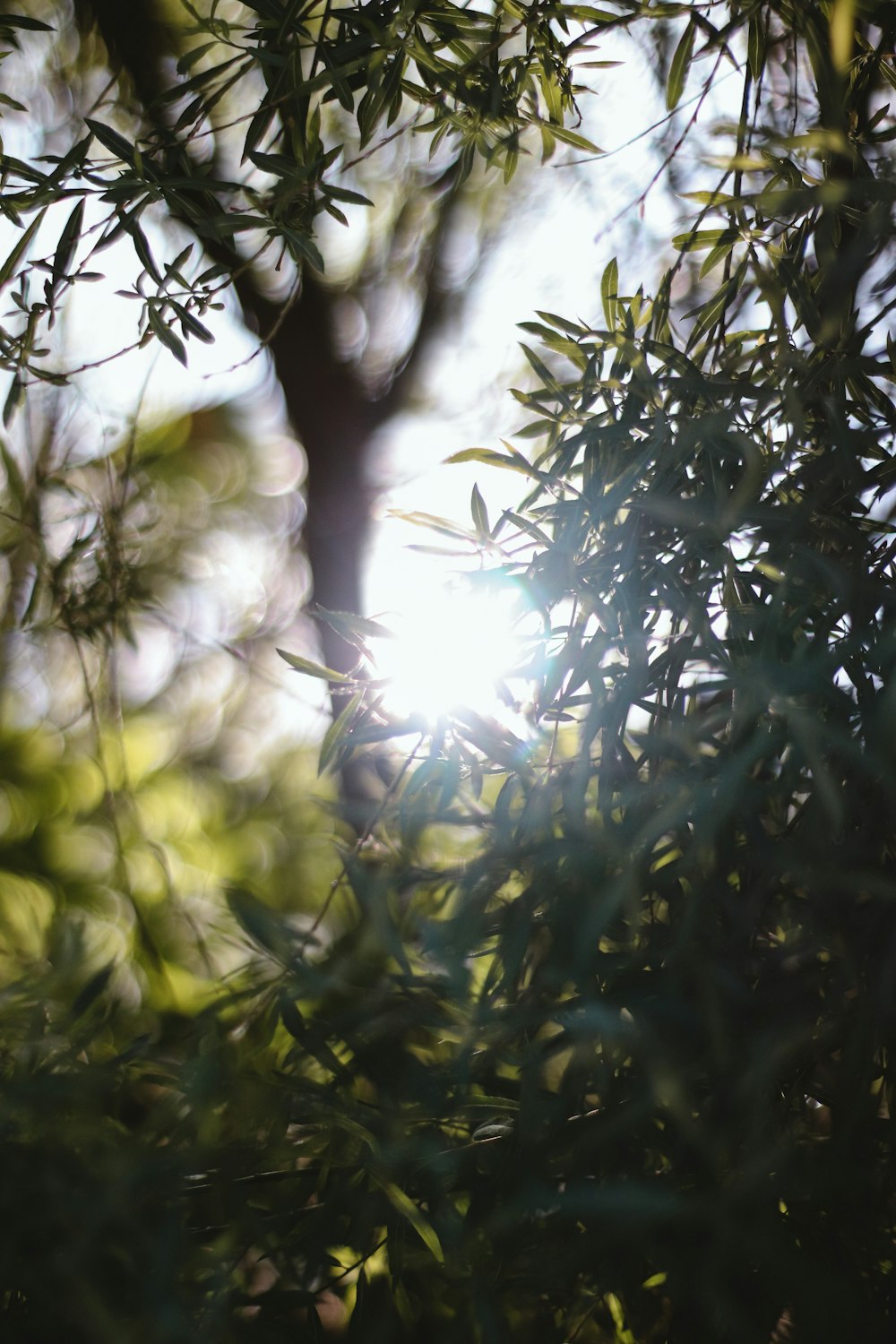 Die Sonne scheint durch die Blätter eines Baumes