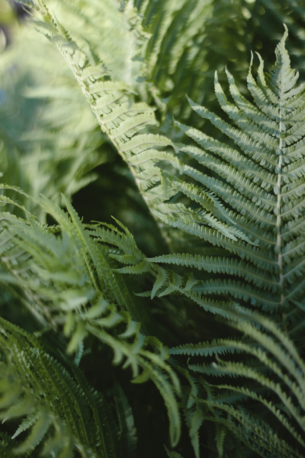 Un primo piano di una pianta verde con molte foglie