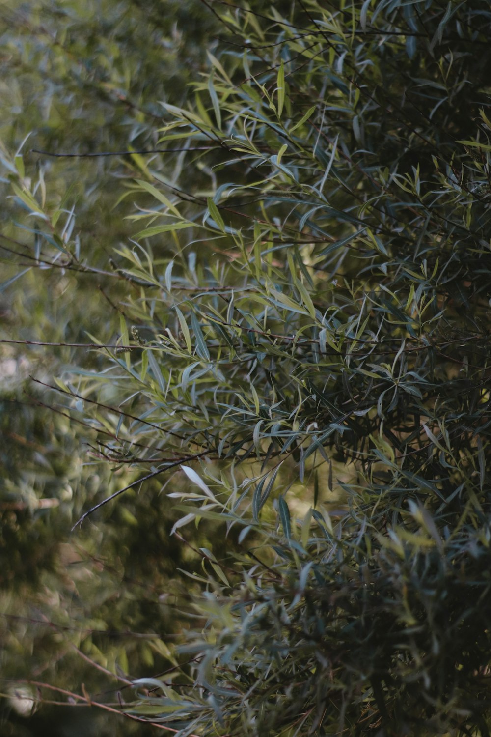 a bird is perched on a branch of a tree