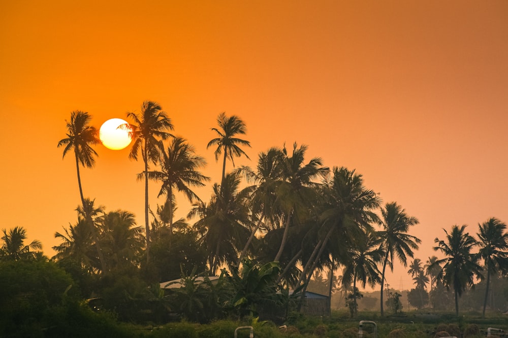 the sun is setting over the palm trees