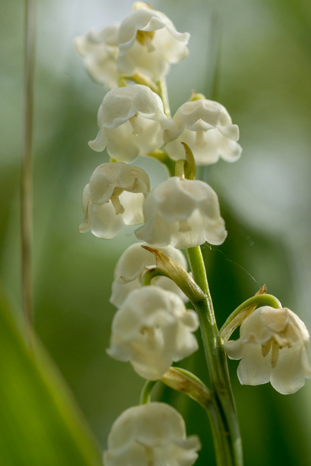 a close up of a white flower on a stem