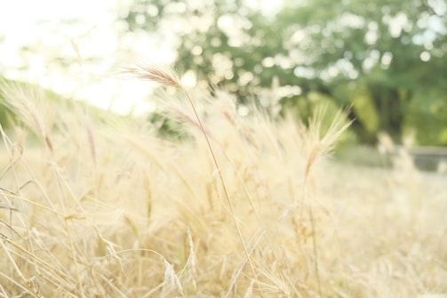 A close-up of native green plants gently swaying in sunlight.