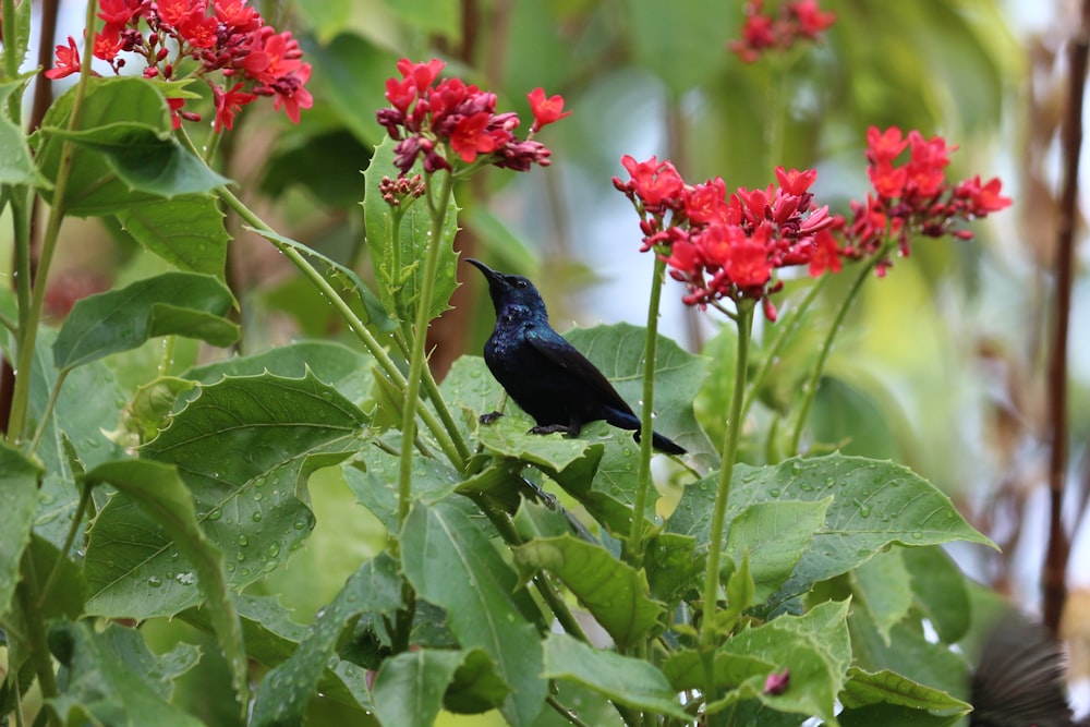 a black bird sitting on top of a lush green plant