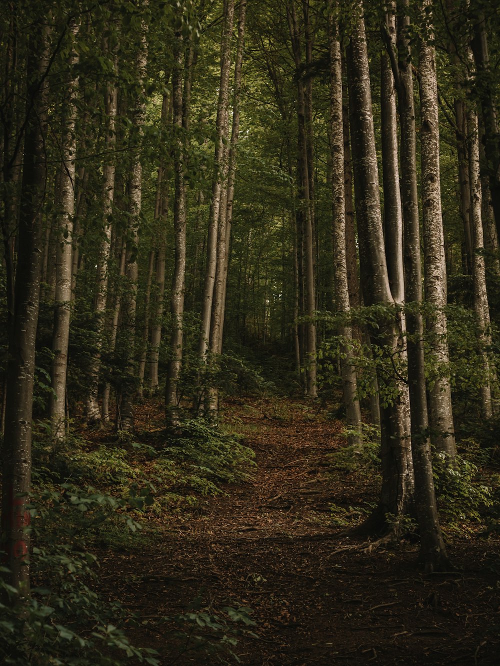 a path through a forest with lots of trees