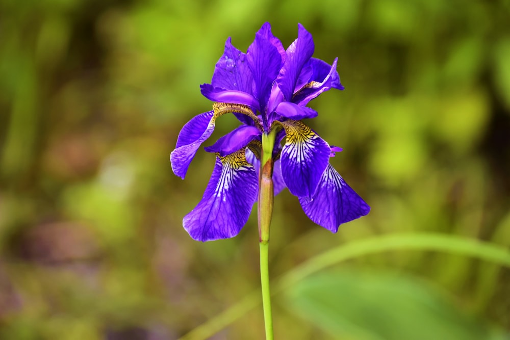 a close up of a purple flower with a blurry background