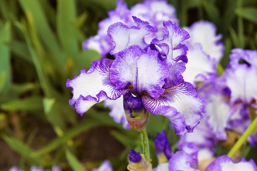 a close up of a purple and white flower