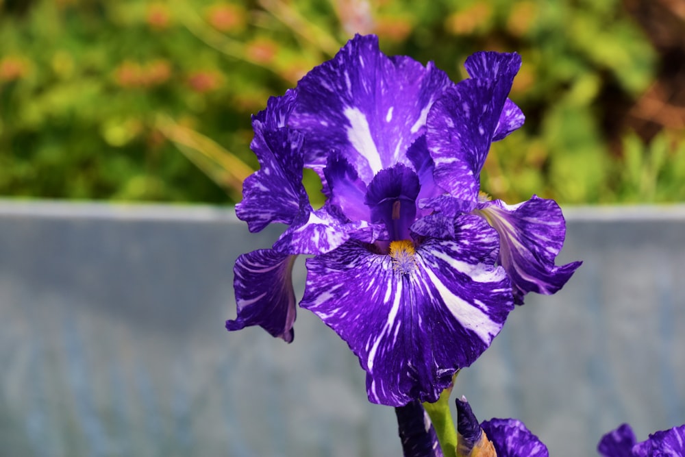 Un primer plano de una flor púrpura cerca de un arbusto