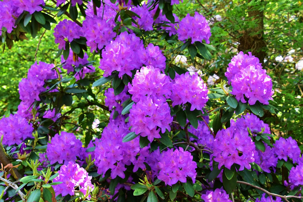 a bush of purple flowers with green leaves