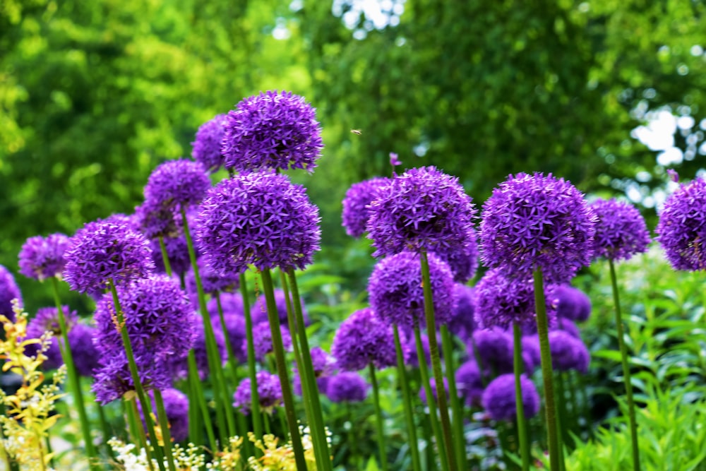 Un mazzo di fiori viola in un giardino