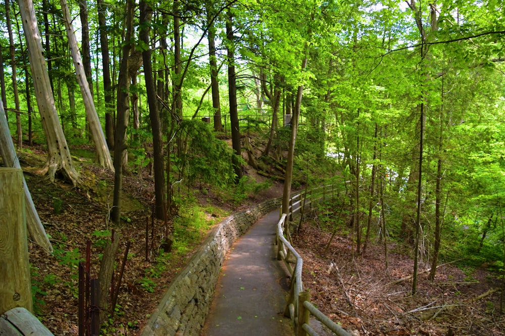 a path in the middle of a forest with lots of trees