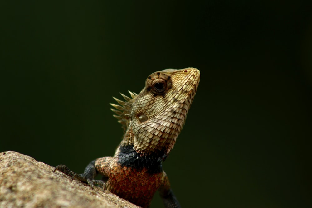 a close up of a lizard on a rock