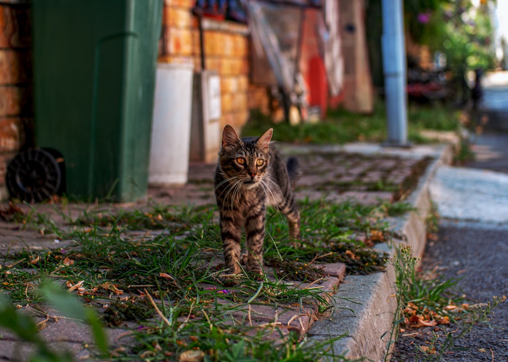 a cat walking on the side of a road