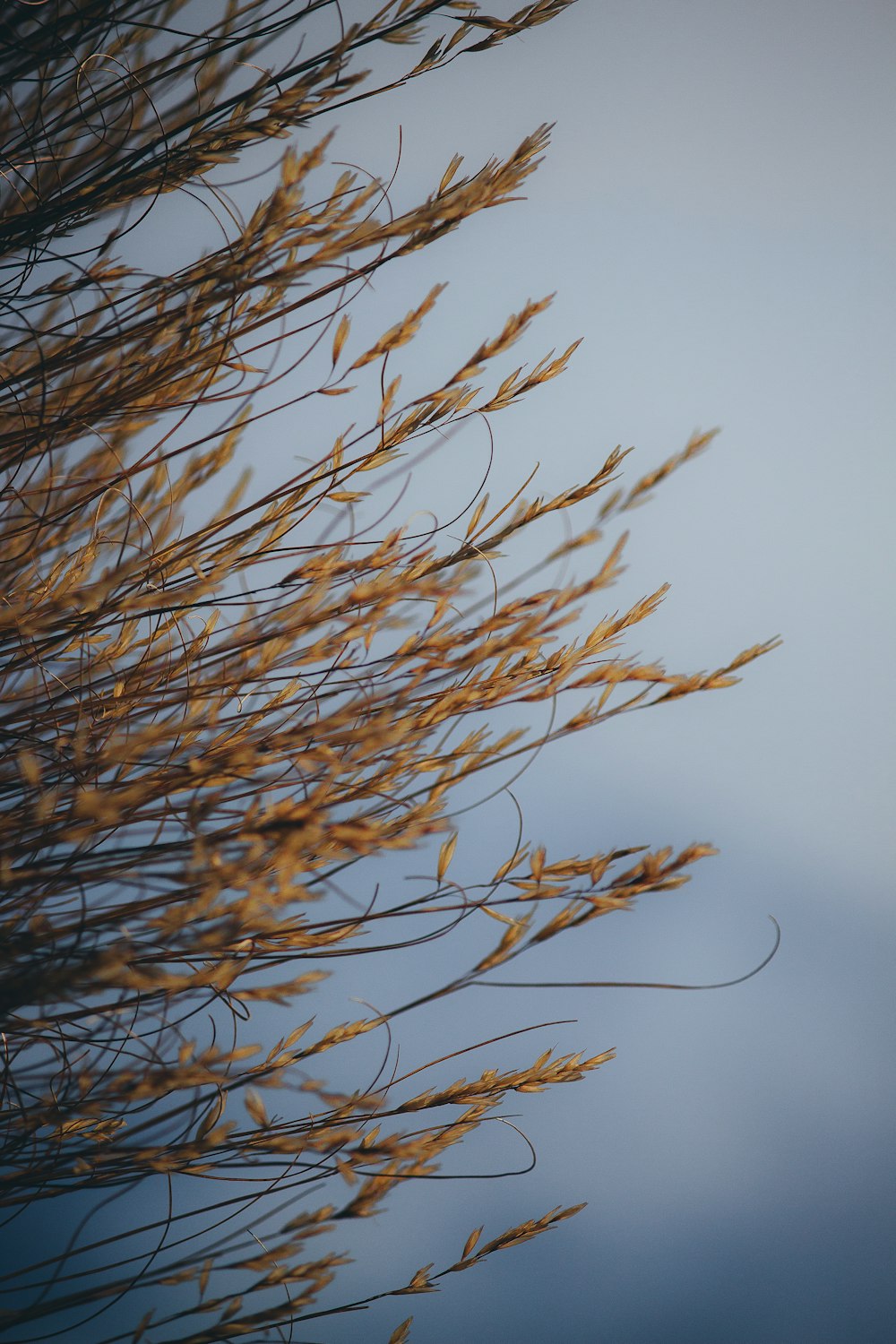 a close up of a bunch of plants with sky in the background