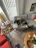 A cozy living room corner with lush indoor plants and a relaxed dog lying on a soft rug.