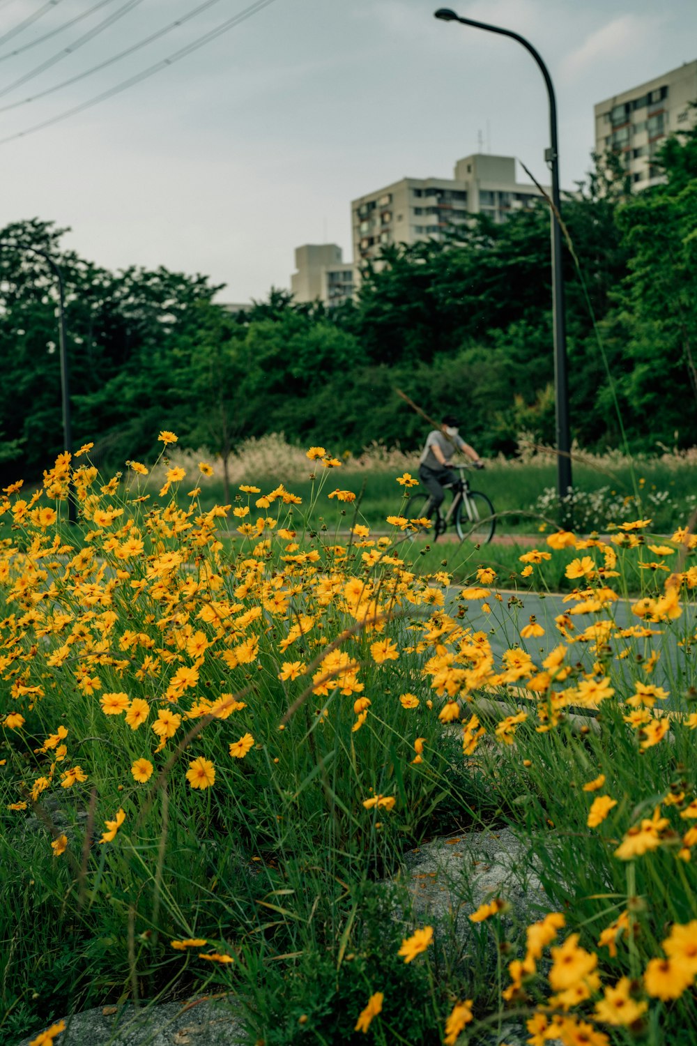 a person riding a bike through a field of flowers