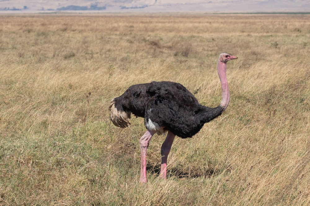 an ostrich standing in a field of tall grass