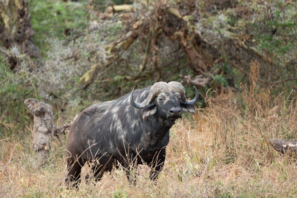 an animal with large horns standing in a field