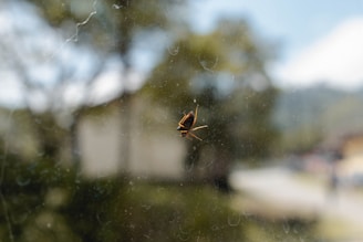 A small insect, possibly a leaf-footed bug, is perched on a glass surface. The background appears to be an out-of-focus landscape with trees and sky, offering a soft, blurred effect.