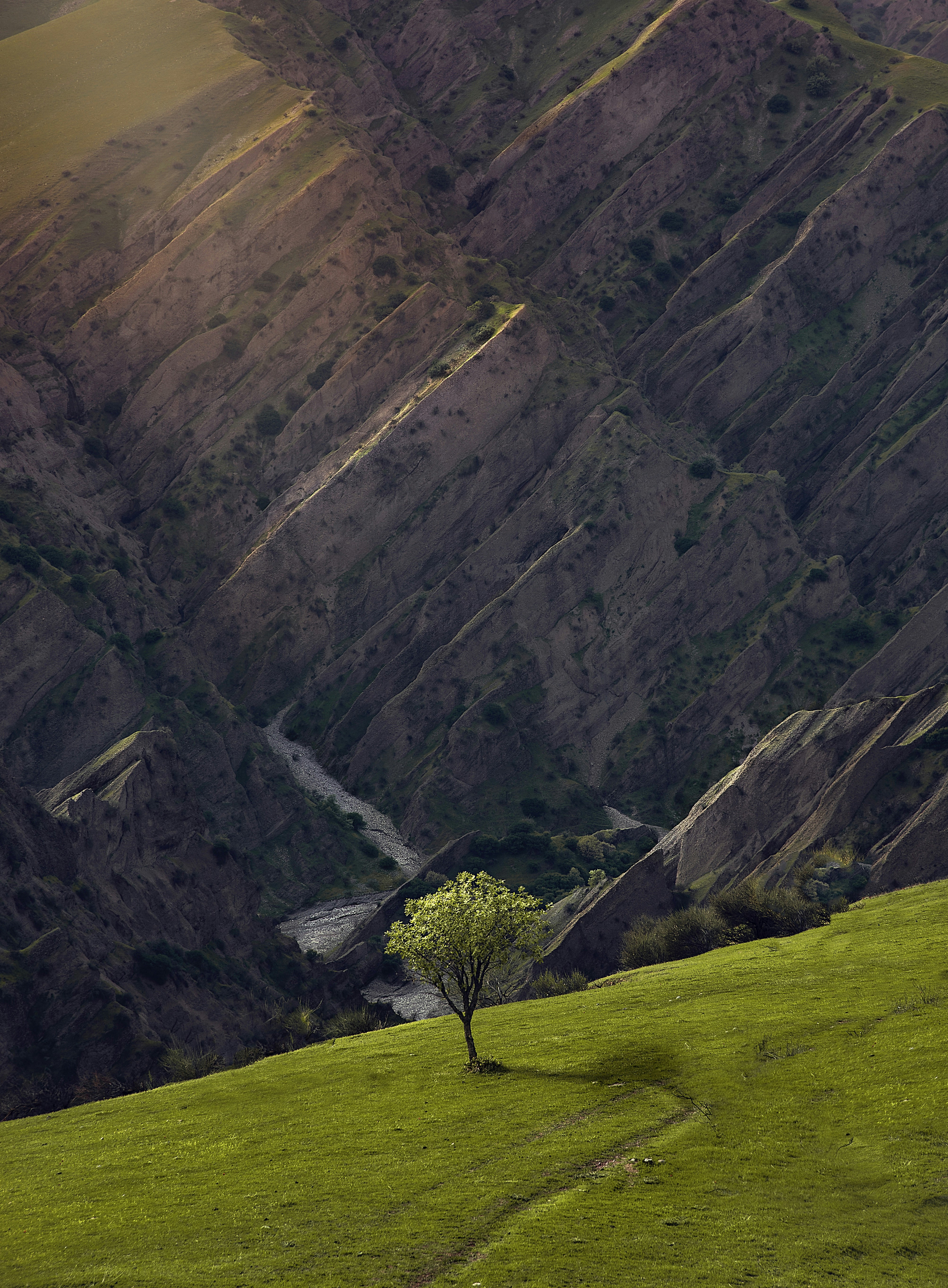 a lone tree in a grassy field with mountains in the background