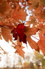 a close up of a leaf on a tree
