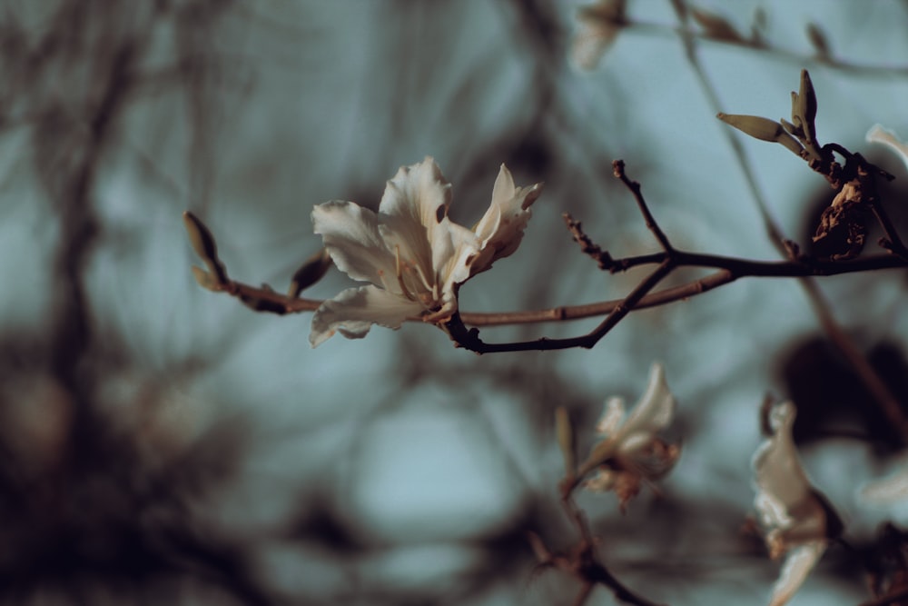 a white flower is blooming on a tree branch