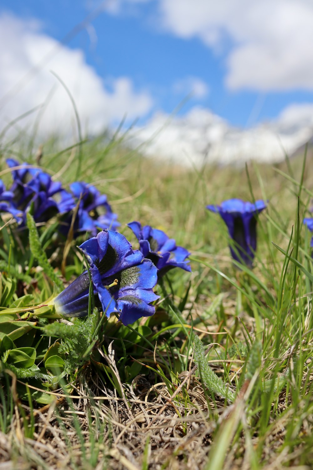 a group of blue flowers sitting in the grass