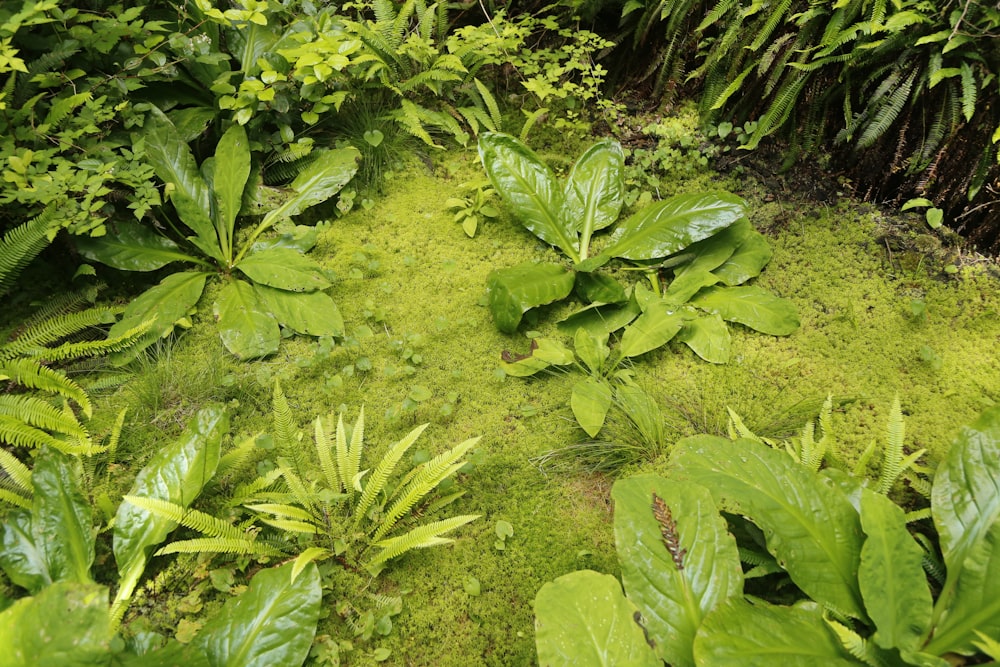 grüne Blattpflanze am Boden