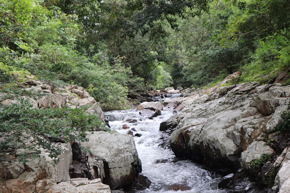 a river running through a lush green forest