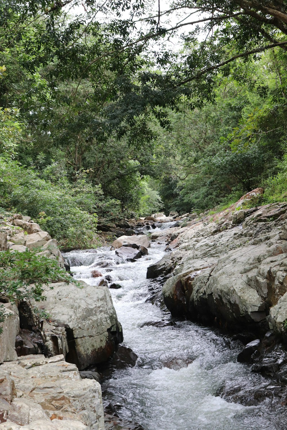 a river running through a lush green forest