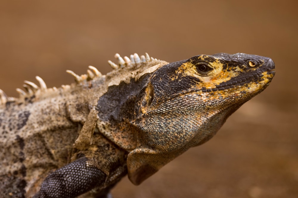 a close up of a lizard on a dirt ground